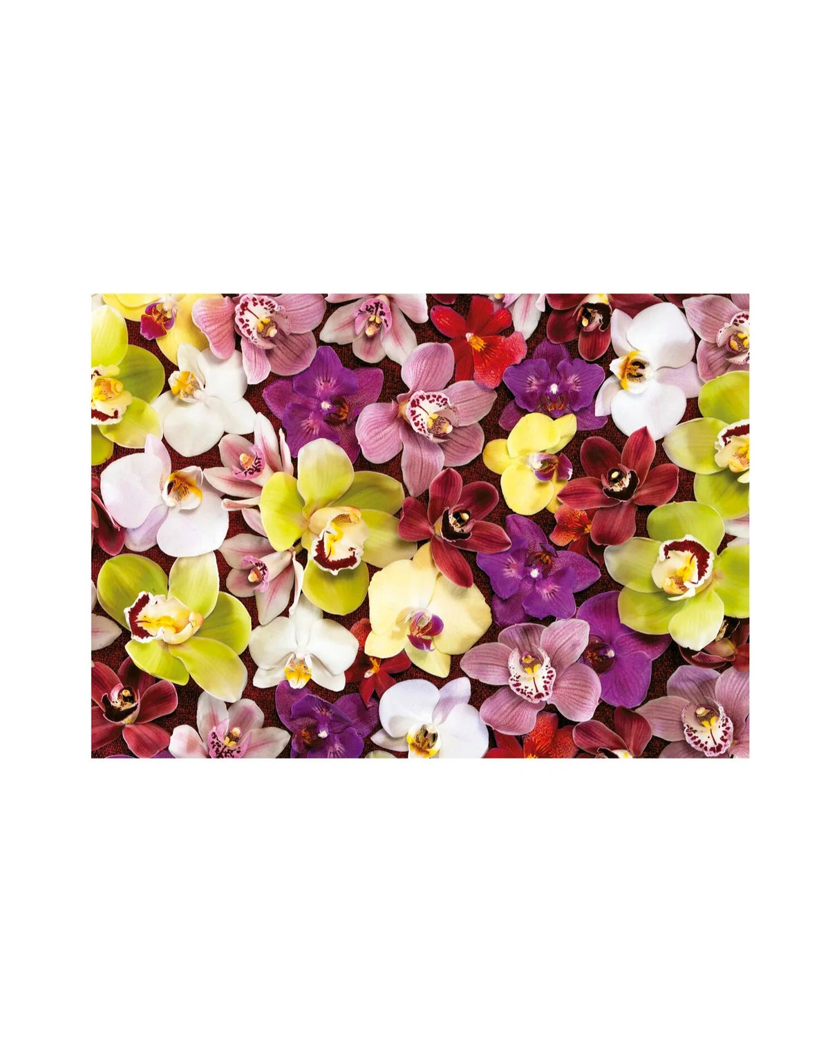 Educa 1000 Orchid Collage