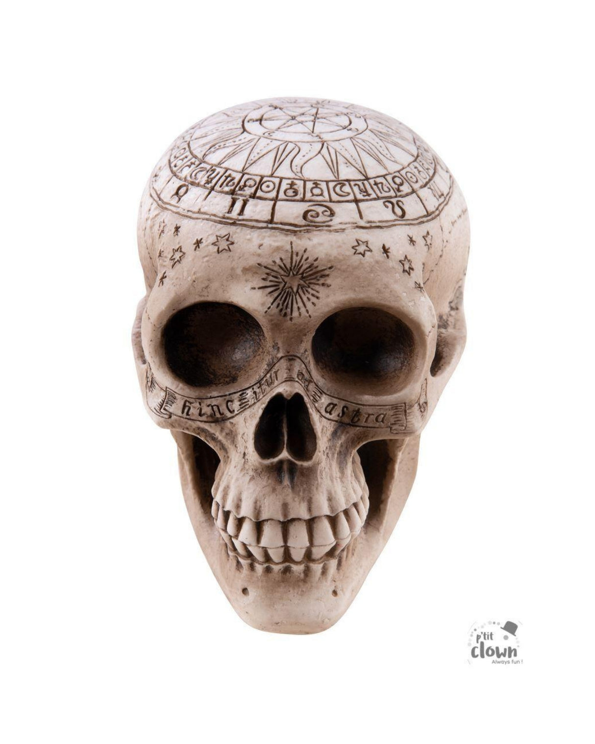 Kranie med indgraveringer 20x14x14cm