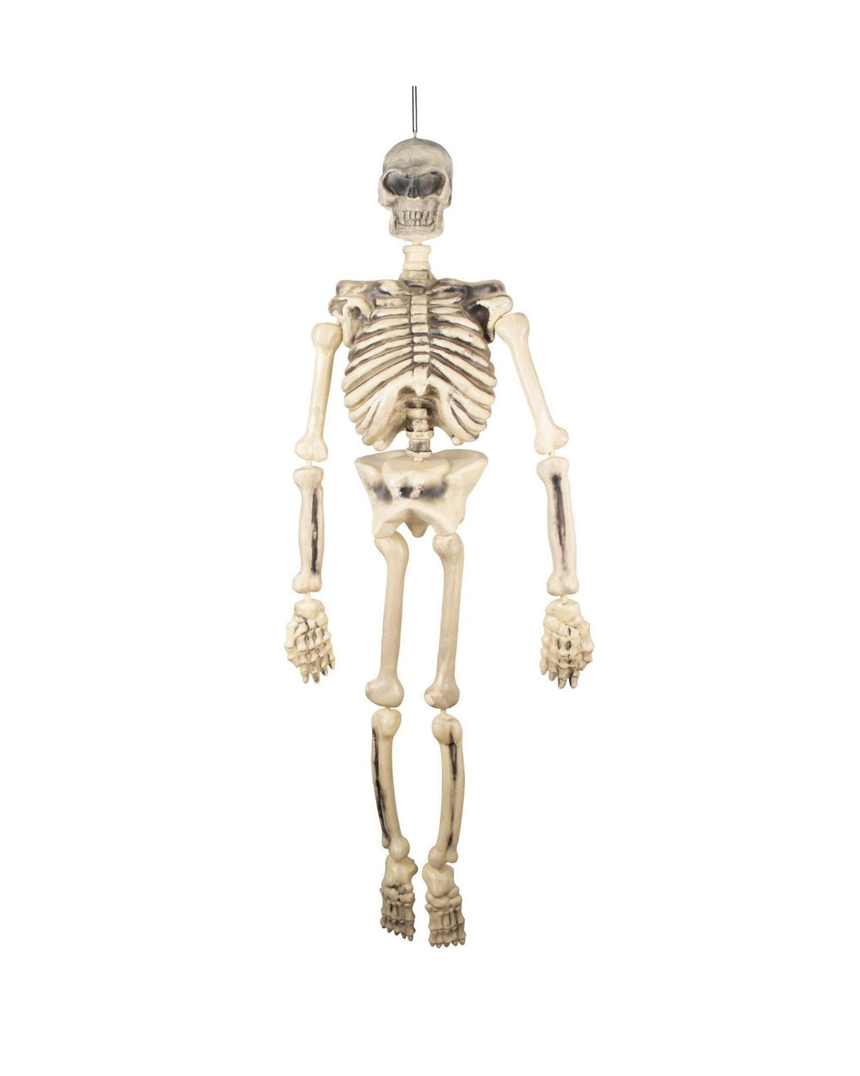 Skelet 1,50 meter