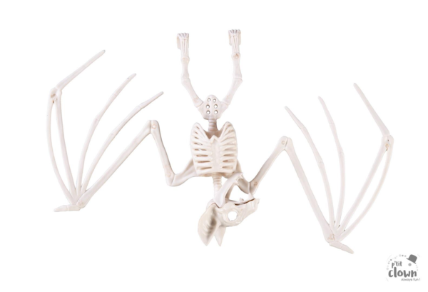 Flagermus skelet / Bat skeleton