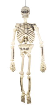 Articulated skeleton - 1.50 m