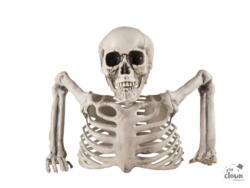 Half skeleton