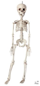 Skeleton to hang - 76 cm