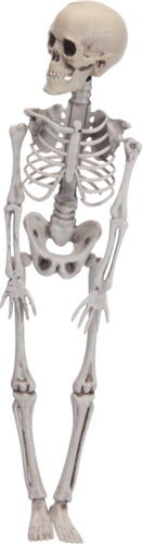 Skelet 42cm