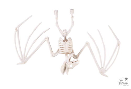 Flagermus skelet / Bat skeleton