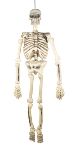 Skelet Articulated - 1.50 m