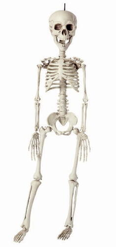 Skelet 40cm i plastic