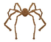 Edderkop gigant 1,28cm i brun